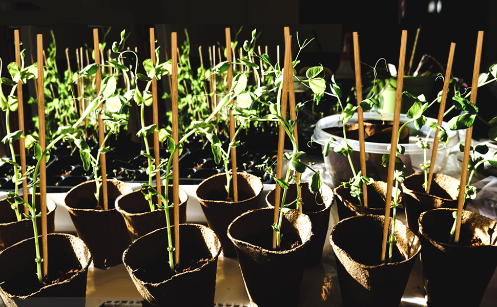 Plant Stakes