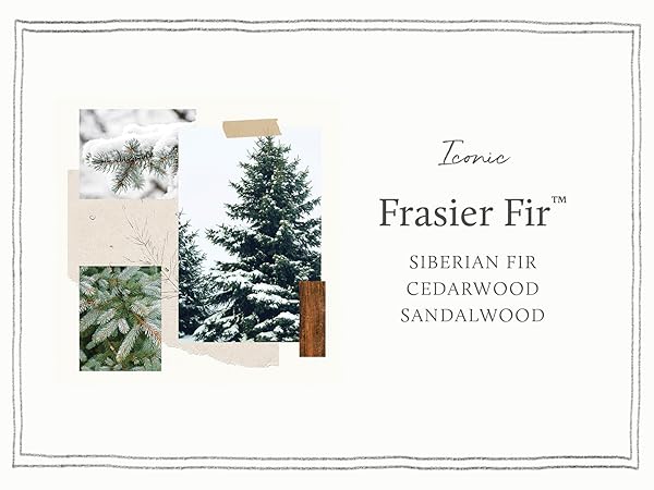 Frasier Fir Fragrance Notes