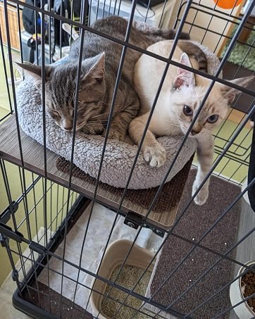 cat bed