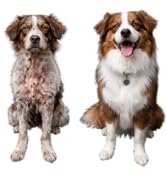 uti medicine for dogs gut health for dogs