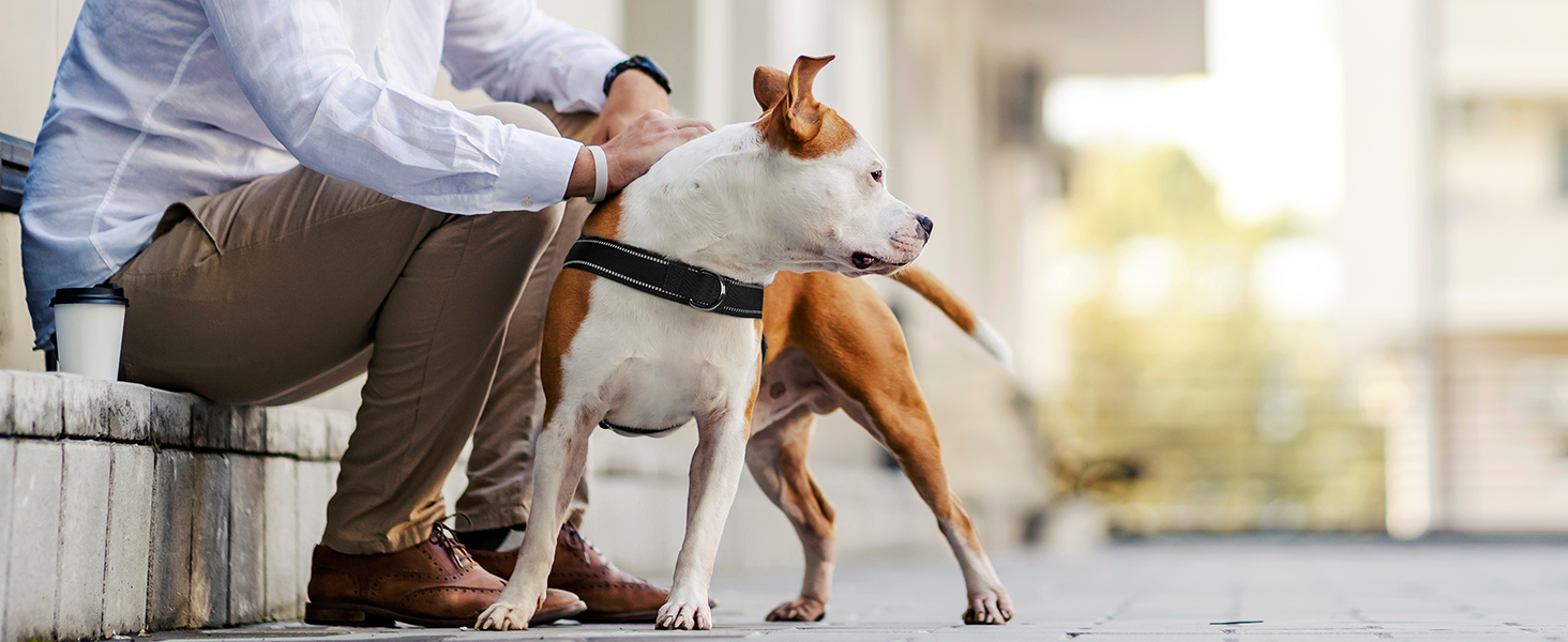 dog harness