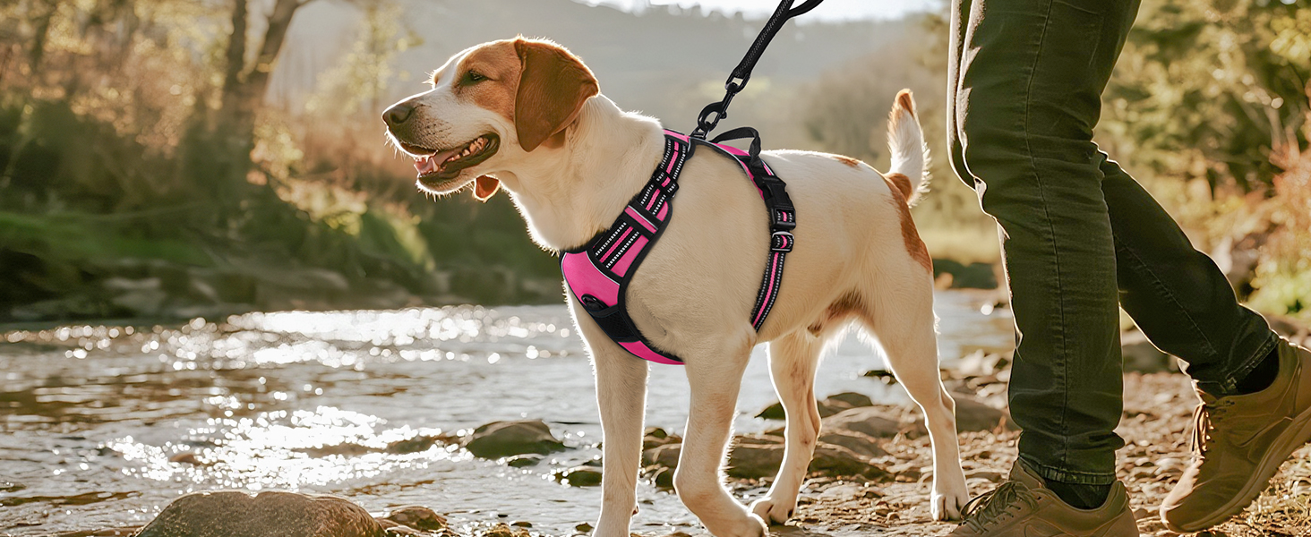 Classic dog harness