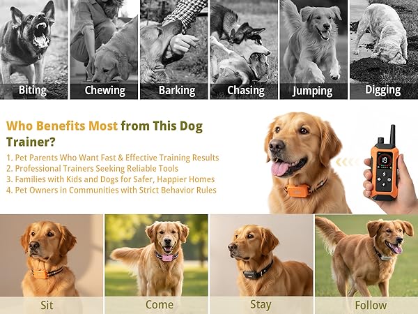 3 dog training collars with 1 remote