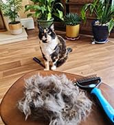 dog brush cat hair brush cat brush for shedding dog brush for shedding short haired dogs