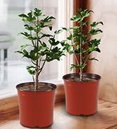 Bluckincle 100 Pcs Plant Nursery Pots, 4 Inch Small Plant Seedling Pots with Labels Plastic Plant...