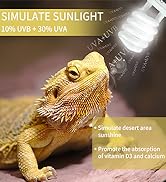 reptile bulb