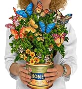 Freshcut Paper Pop Up Cards, Butterflies & Buttercups, 12 Inch Life Sized Forever Flower Bouquet ...