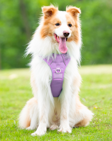 harness