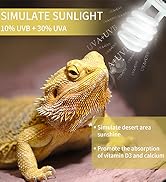 reptile bulb