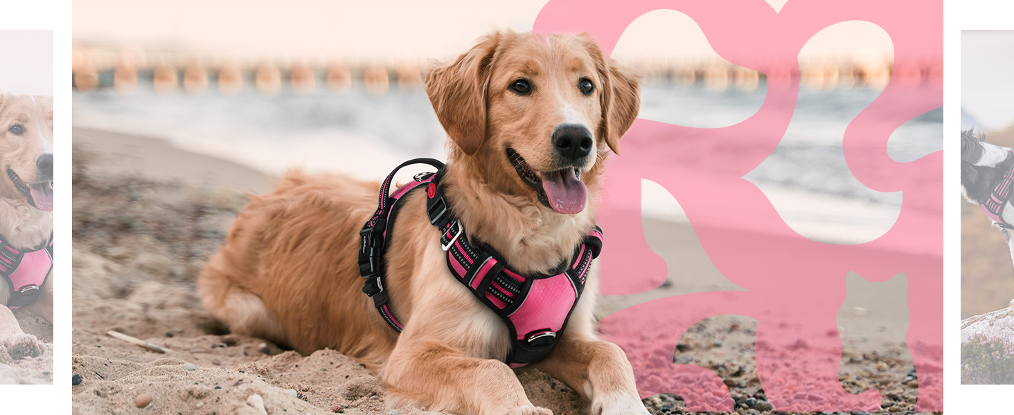 dog harness