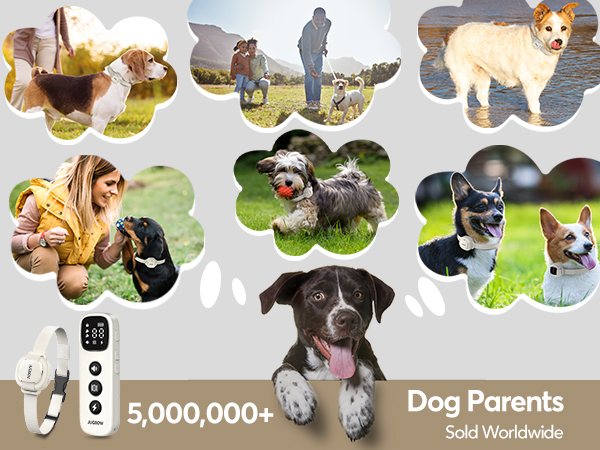dog training collar