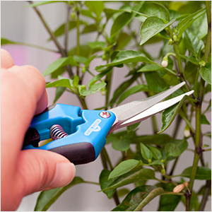 Don’t forget the original: Hydrofarm Precision Pruners