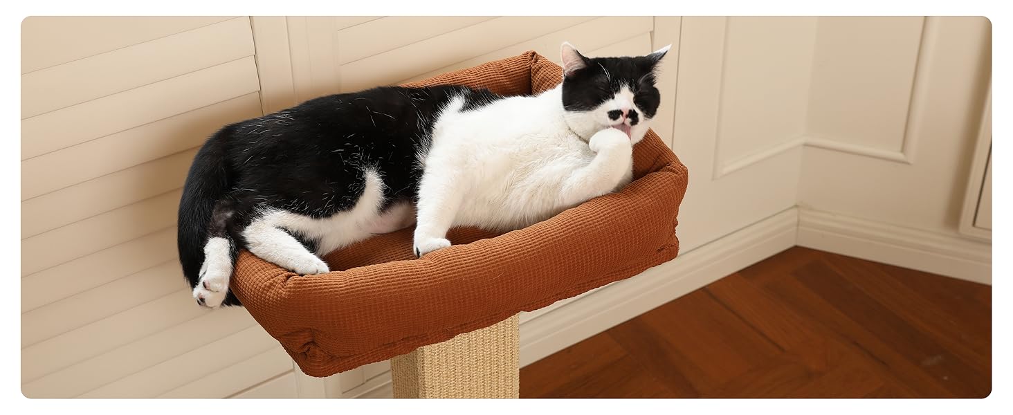 cat perches