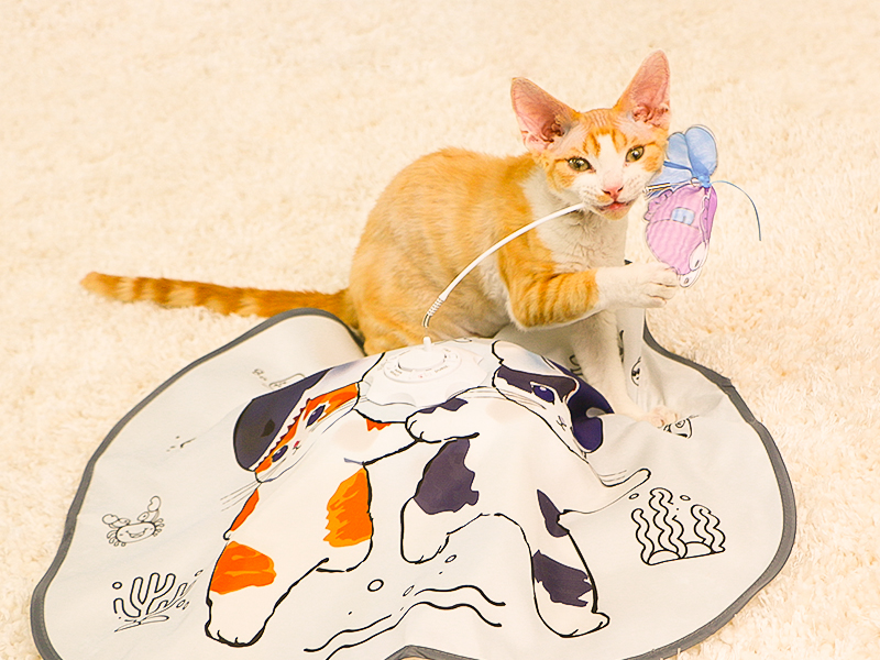 cat toy