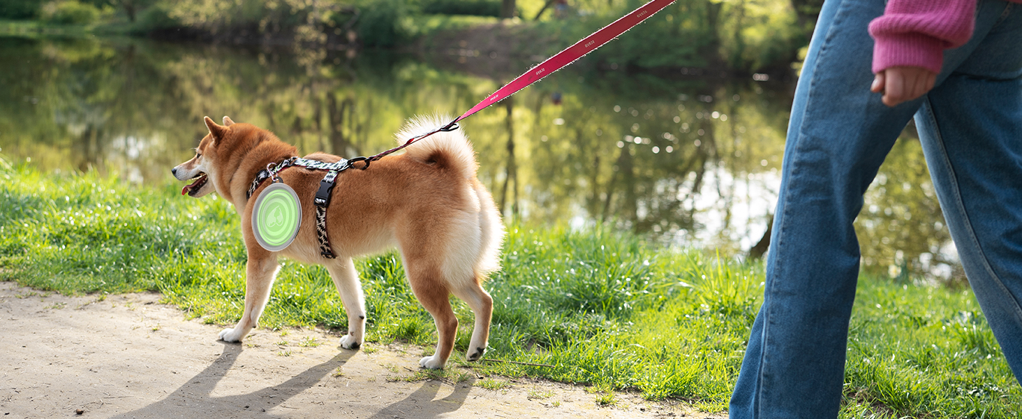 collapsible dog bowls