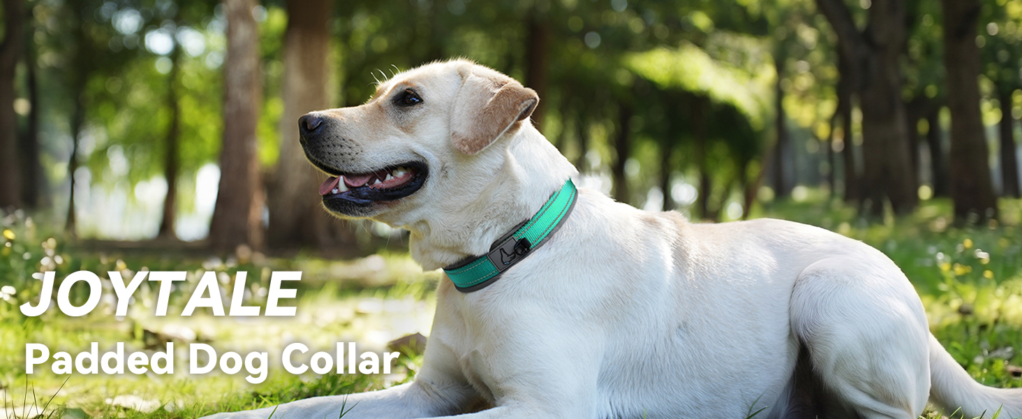 dog collar