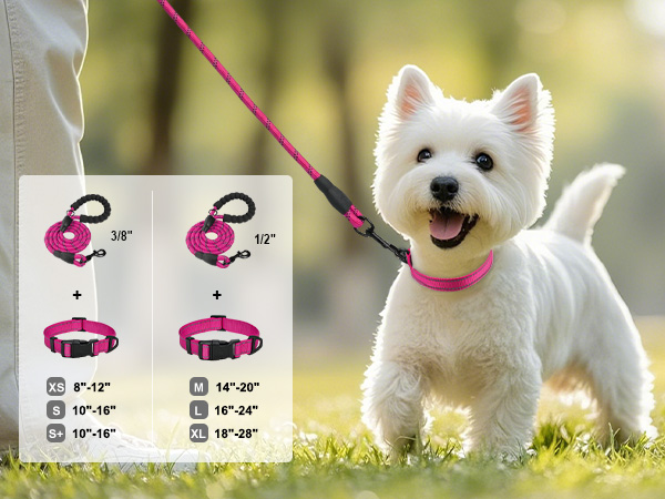 dog collar and leash set