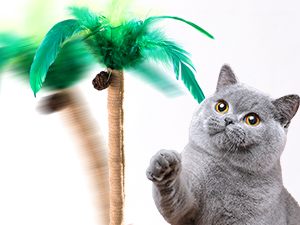 cat toys,cat toys for indoor cats best sellers,automatic cat toyinteractive cat toys for indoor cats