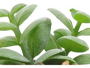 artificial plants