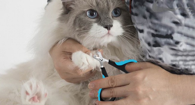 cat nail grinder guinea pig nail clippers