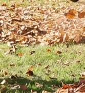 40V Brushless Leaf Blower