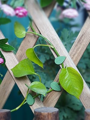 plant hooks