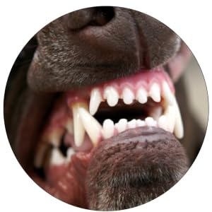 puppy dog toothbrush