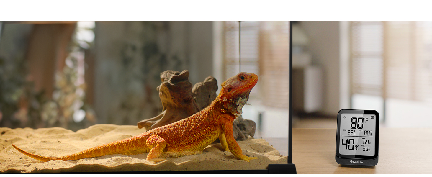 Reptile