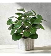 Muhanjia Artificial Potted Plant, Lifelike Faux Greenery in Decorative Cement-Look Square Pot for...