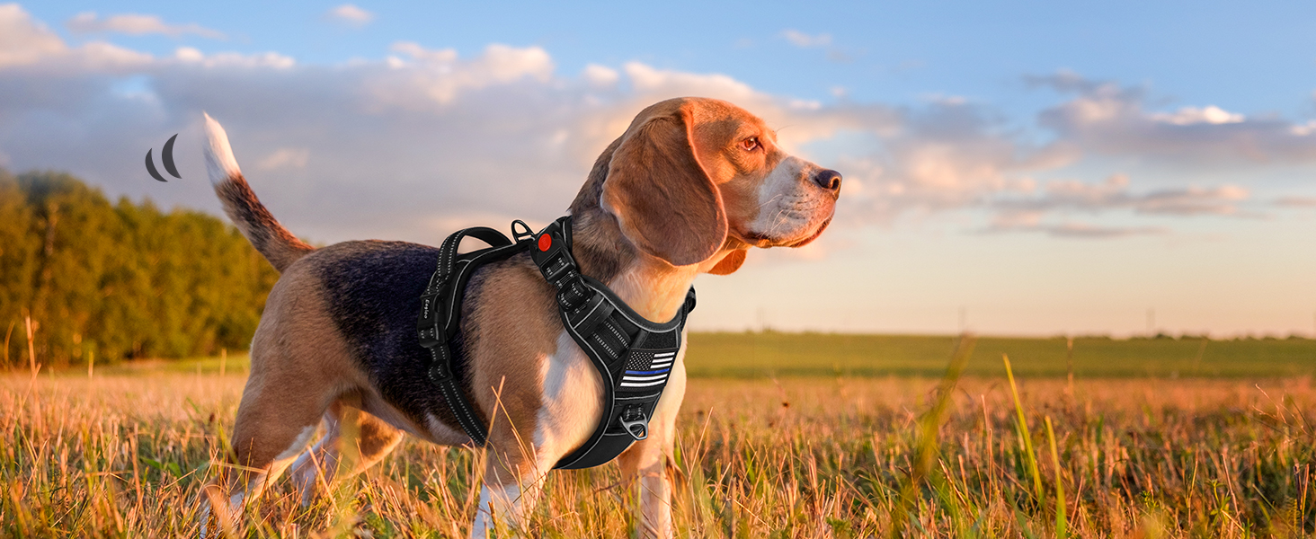 dog harness medium
