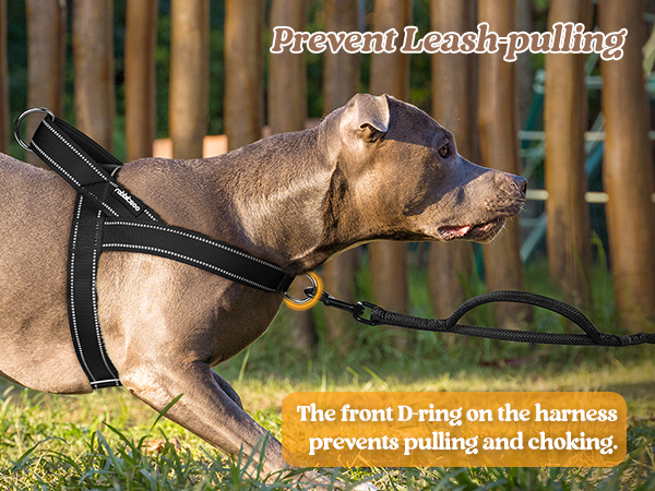 dog harness