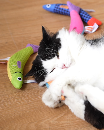Catnip Fish