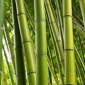 Natural Bamboo