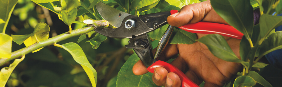 pruning garden rose small fiskers yard gardening sheers plant bush flower clippers pruner snippers