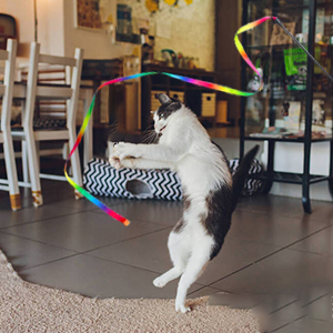 cat toy wand