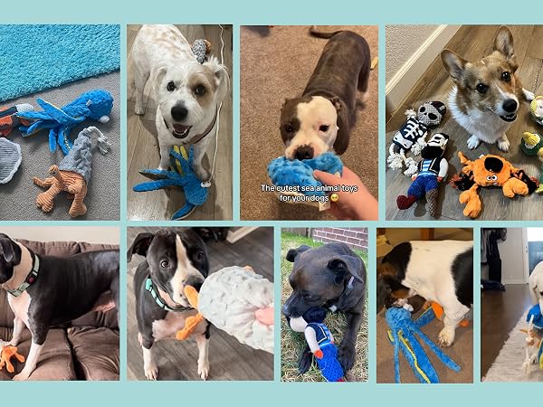 dog toys