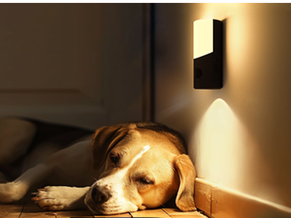dog night light