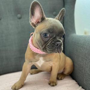 Paracord Pet Collar