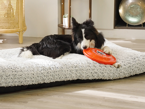 Build on better living with pets!