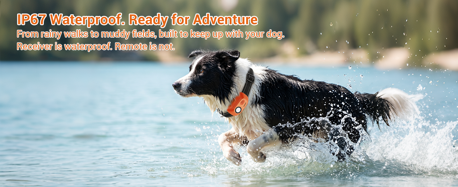 dog training collar with remote