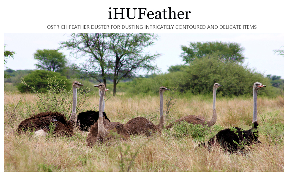 ostrich feather duster