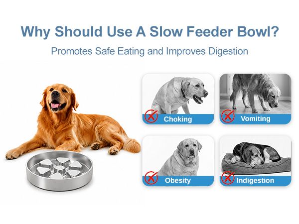 slow feeding dog bowl