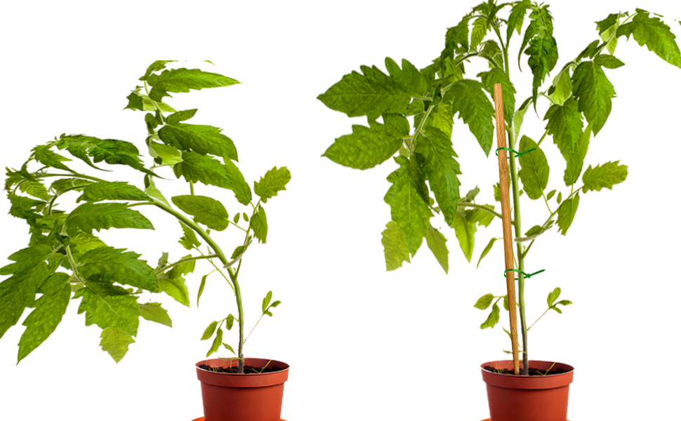 Plant Stakes