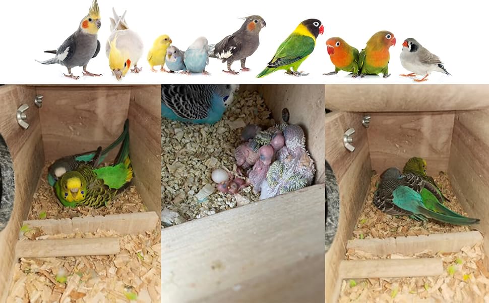 parrot breeding box