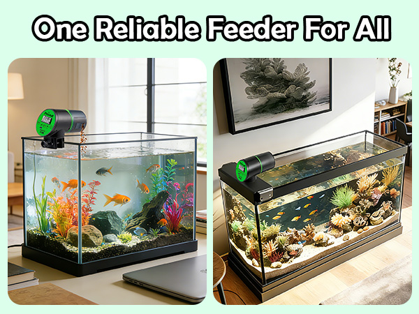 automatic betta fish feeder