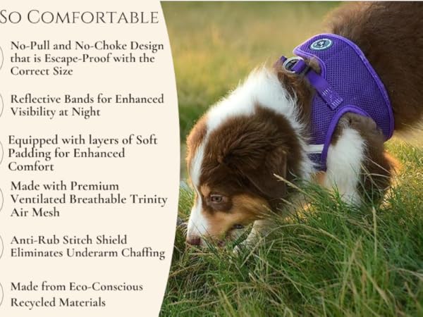 dog harnesses