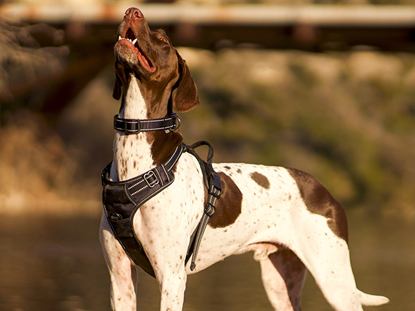 dog harness