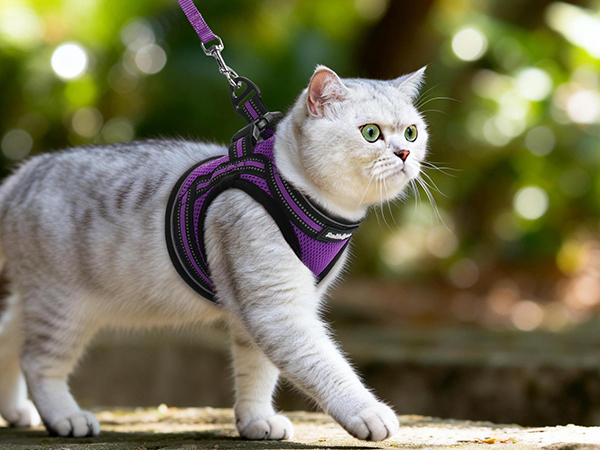cat harness