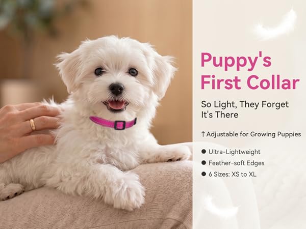 small dog collar