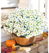 Daisy Artificial Flowers for Outdoors Fall Autumn Decoration, 6 Bundles Fake Mums White Silk Flow...
